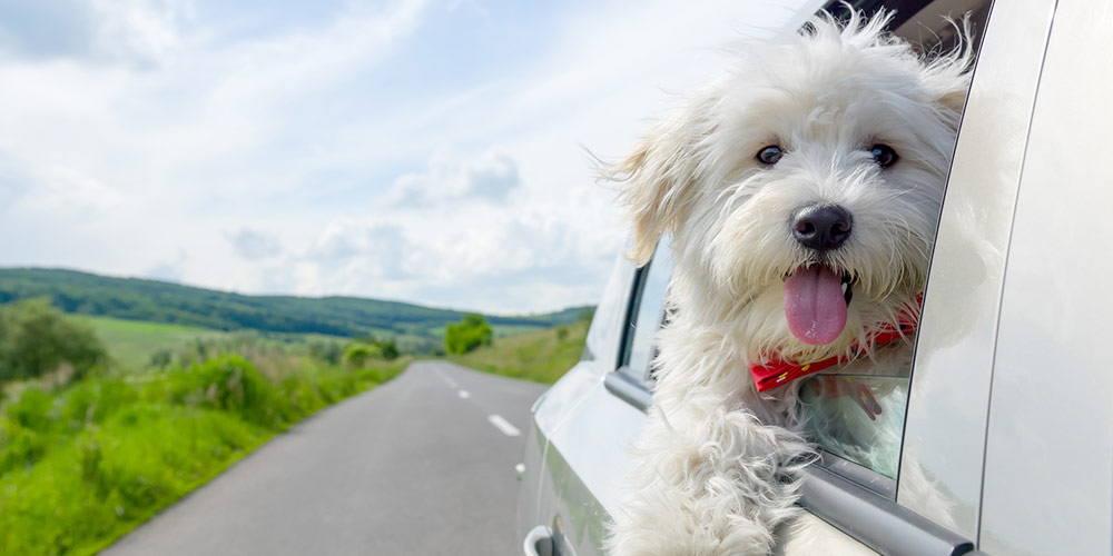 Anreise mit Hund ins Ausland