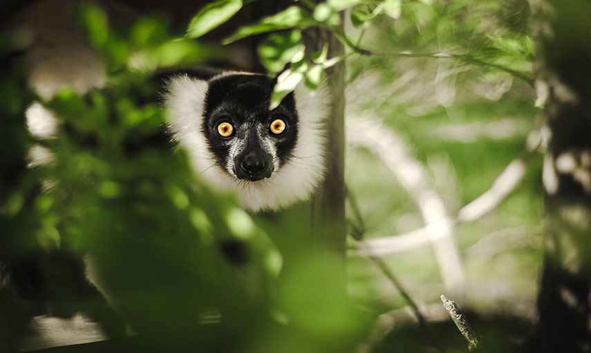 Ferienhaus Falster Knuthenborg Safaripark