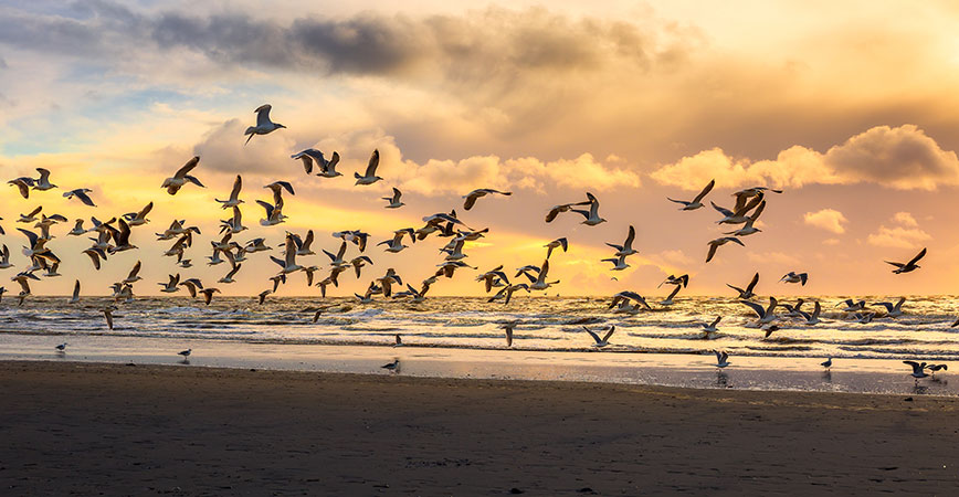 Vejers Strand Vögel am Strand